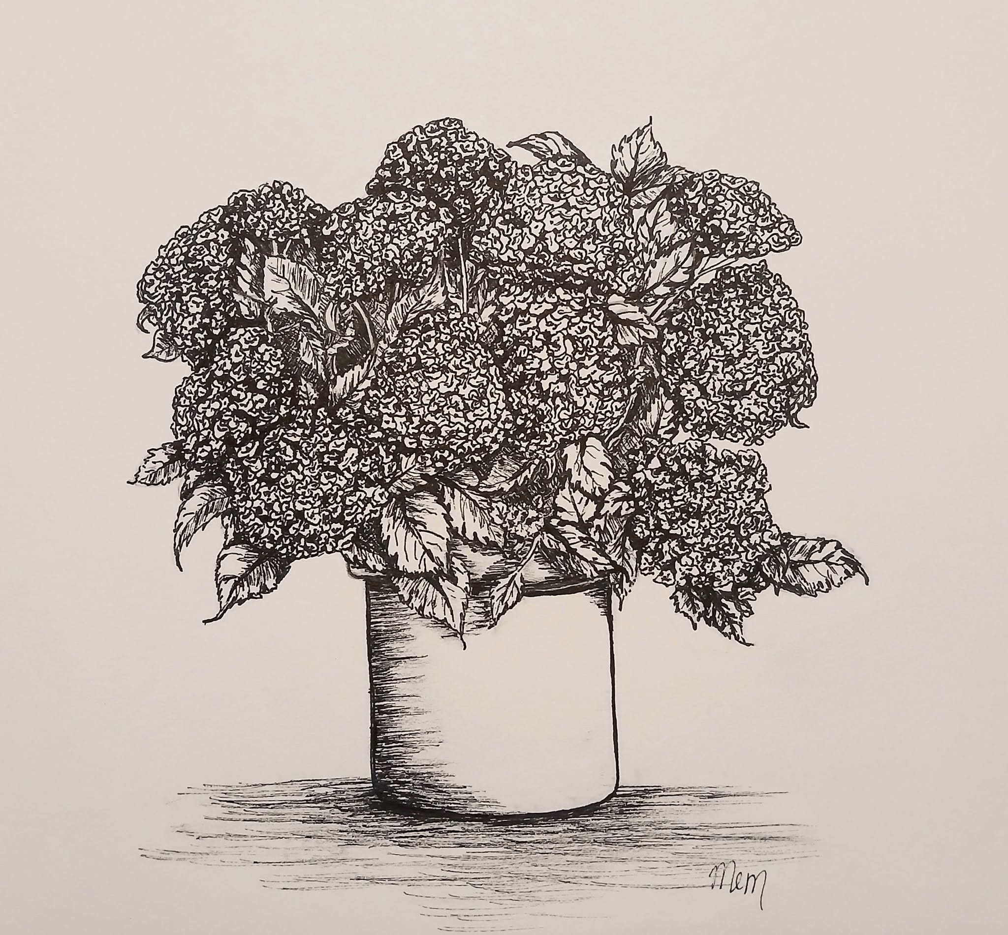 I drew these Hydrangeas using ink
