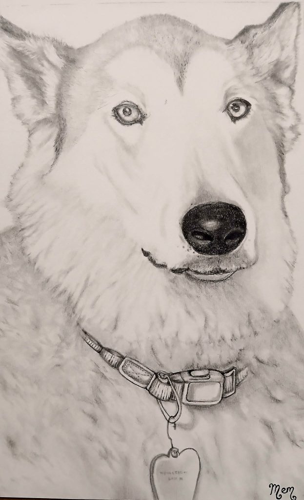 Lady the Wolamute (part wolf, part Malamute)... for Yolanda Mathis. Done in artist sketch pencils