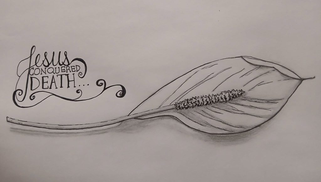 My lettering skills leave something to be desired 😃 but this Peace Lily is drawn using a combination of graphite and ink