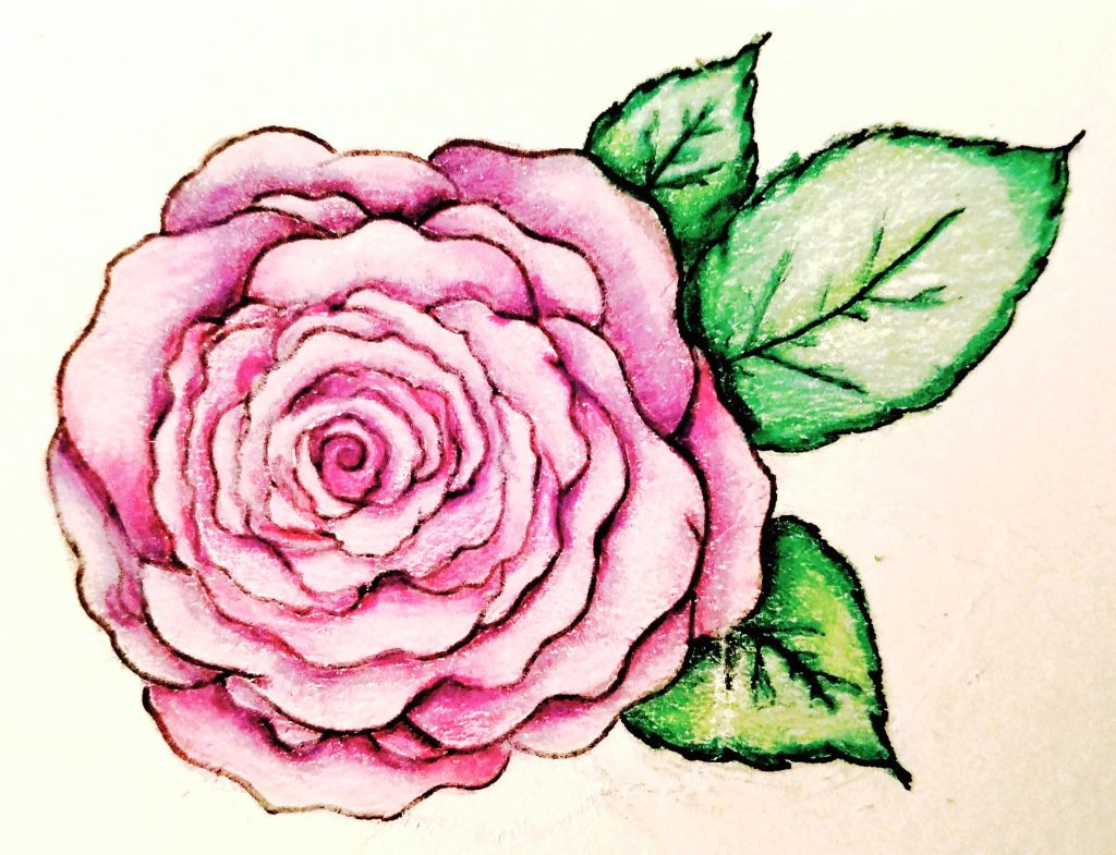 A rose sketch of mine from many moons ago... done in colored pencil